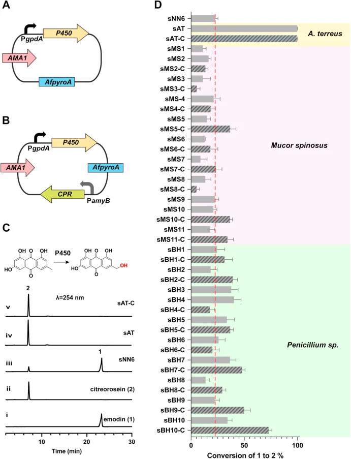 Mining and evaluation of candidate P450 hydroxylases for the efficient conversion of emodin (1) to citreorosein (2). (A–B) Schematic maps of the AMA1-based episomal plasmids used for expressing the P450 candidates alone (A) or co-expressing them with their corresponding candidate cytochrome P450 red