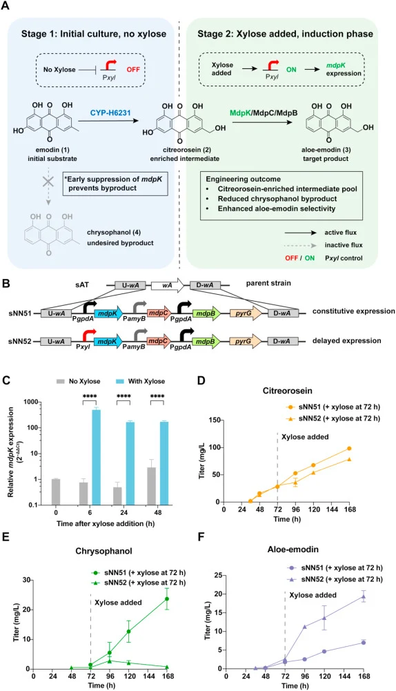 Temporal control of mdpK expression improves flux partitioning toward aloe-emodin. (A) Schematic of the two-stage induction strategy. In the absence of xylose, low basal mdpK expression limits the MdpK/MdpC/MdpB-mediated chrysophanol branch, allowing emodin (1) to be preferentially converted to citr