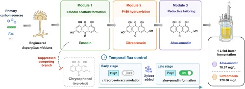 De novo biosynthesis of the plant-derived aloe-emodin in Asp