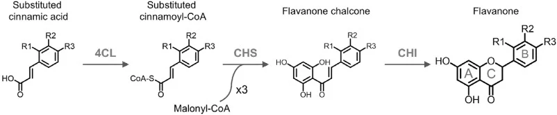 经典黄烷酮生物合成途径。酶缩写:4CL,4-香豆酸-CoA连接酶;CHS,查尔酮合酶;CHI,查尔酮异构酶。黄烷酮骨架由两个芳香环(A环和B环)围绕一个杂环C环排列而成。取代基及相应的肉桂酸