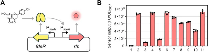 Validation of an FdeR-based biosensor for diverse flavanones. A Schematic representation of the flavanone biosensor circuit in plasmid SBC016239. The transcriptional regulator FdeR is expressed from its native promoter (P fdeR ), while the flavanone-inducible promoter of fdeA (P fdeA ) is linked to