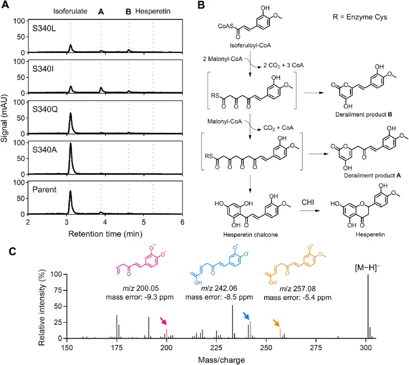 Biosynthesis of isoferuloyl-derived derailment products by HvCHS2. A Representative UPLC-DAD chromatograms (290 nm) of culture extracts from the parent HvCHS2 strain and the S340L, S340I, S340Q, and S340A variants. Dashed lines indicate the retention times of isoferulic acid, hesperetin, and derailm