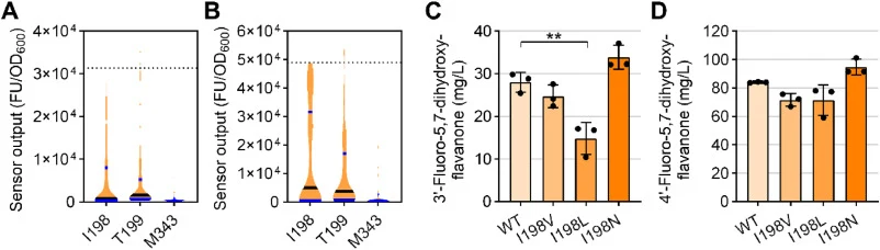 Directed evolution of AtCHS. A and B Biosensor output of AtCHS variant libraries, measured 24 h after supplementation with 0.5 mM 3-fluorocinnamic acid (A) or 4-fluorocinnamic acid (B). The median biosensor output is indicated by a black line, with lower and upper quartiles shown in blue (n = 96). T