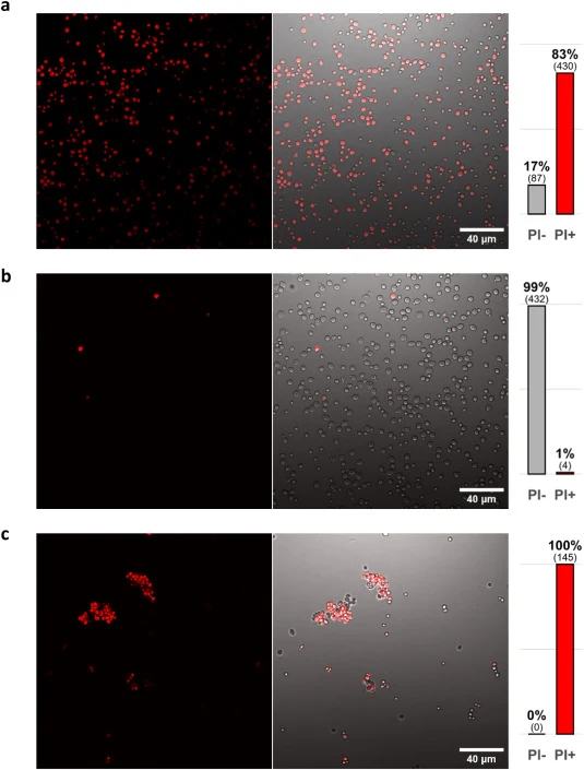 Representative images of stationary-phase S. cerevisiae cells stained with propidium iodide (PI) after 30 min exposure to (a) 1.21 M TBAL with 70 mM NaCl, (b) 0.15 M NaCl (PI− control), or (c) 40%(v/v) ethanol with 70 mM NaCl (PI+ control). Panels show (left) PI fluorescence channel, (centre) PI ove