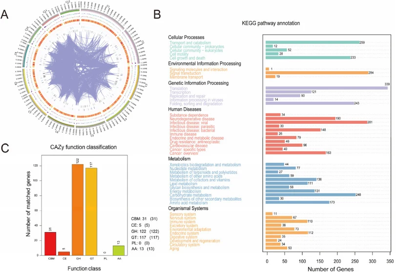(A) Circular genomic map of S. cerevisiae M01. Concentric circles from the periphery to the center represent: first circle, 12 scaffolds; second circle, GC-skew; third circle, GC content; fourth circle: coding gene density; the fifth circle: ncRNA distribution; (B) Kyoto Encyclopedia of Genes and Ge