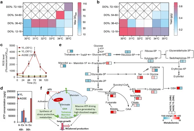 Identification and mechanistic analysis of the abnormal growth surge effect (AGSE) in YL. (a) Maximum growth capacity (OD600) of YL under varying temperature and dissolved oxygen conditions in 5-L bioreactor. (b) Final erythritol titers of YL under different temperature and dissolved oxygen conditio
