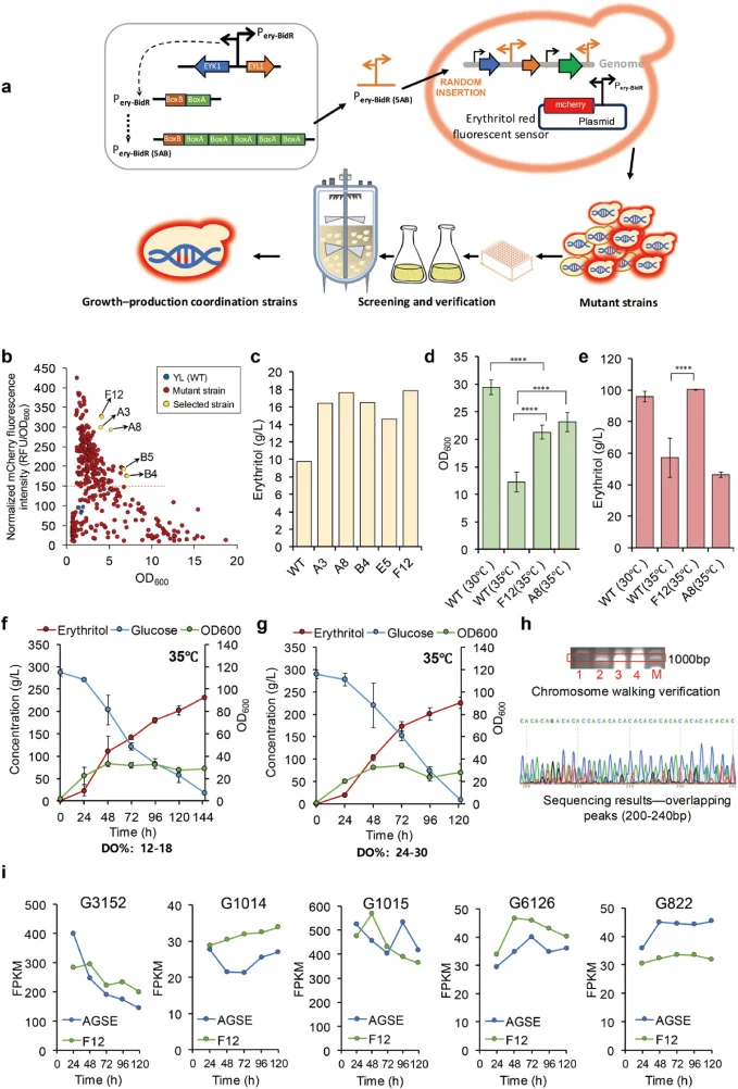 Growth–production coordination via Pery-BidR (5AB) enables high-temperature selection of high-performing erythritol chassis strains. (a) Design of the growth–production coupling element (Pery-BidR (5AB)) and workflow for genome-wide random integration followed by phenotype-based screening. (b) Scree