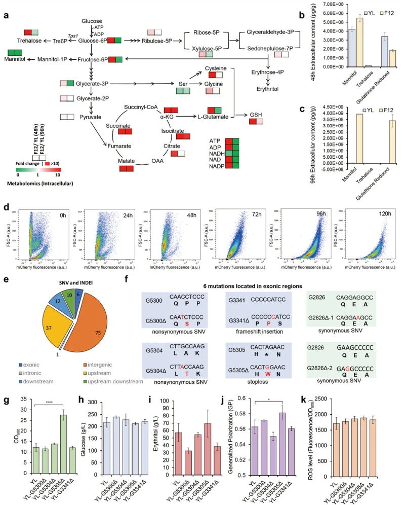 Mechanistic dissection of thermotolerance and high production in strain F12. (a–c) Central metabolic changes in F12 at 35°C. (a) Intracellular remodeling of key glycolytic and stress-related metabolites. (b–c) Extracellular accumulation of mannitol, glutathione, and trehalose at 48 h and 96 h. (d) R