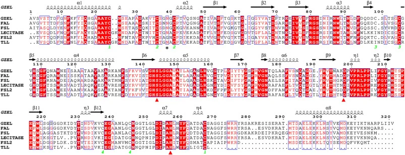 Multiple sequence alignment of rFAL with homologs. Secondary structures are from GZEL crystal structure (PDB: 3NGM, [28]). Identical residues are highlighted in red while homologous residues are surrounded by blue rectangles. The three putative active site residues are marked with red triangles. N-g