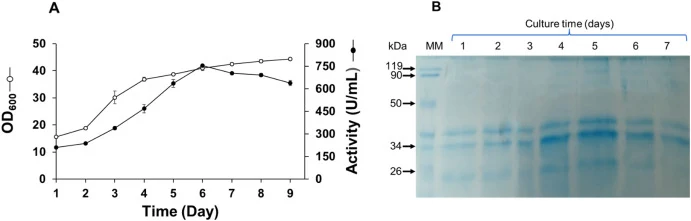 Time-course analysis of rFAL production in P. pastoris. (A) Time-course of the cell density (OD600) and extracellular rFAL activity. The activity was measured on TC8 substrate using the pH-Stat technique. Cultures were performed in 250 mL Erlenmeyer flasks of the BMMY liquid medium and incubated at