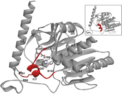 Overview of 3D structure of rFAL predicted by Alphafold server. α-Helices are labeled from α1 to α8. Catalytic residues S144, D198 and H257 are depicted as CPK sticks while the lid (helix α3/83–94) in its closed conformation is colored in red. Inset: model of the open conformation of rFAL. The lid d