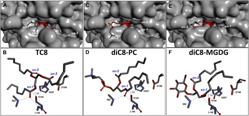 In silico molecular docking of TC8 (A), diC8-PC (C) or diC8-MGDG (E) into the catalytic pocket of rFAL (gray surface representation), in all cases the reactive carbon at the sn-1 position of the glycerol backbone is positioned towards the γ‑oxygen atom of the catalytic S144 (depicted in red). B, D a