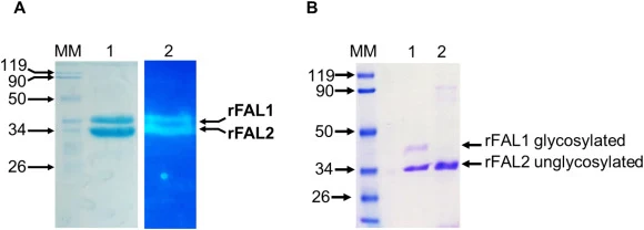 Electrophoretic analysis of purified rFAL by SDS-PAGE. (A) SDS-PAGE (12%) analysis of proteins eluted from the Ni-IDA column. Lane 1, purified rFAL; Lane 2, zymogram of the purified rFAL. The bands were analyzed under UV to reveal the rFAL activity. (B) SDS-PAGE (10%) analysis of rFAL before (Lane 1