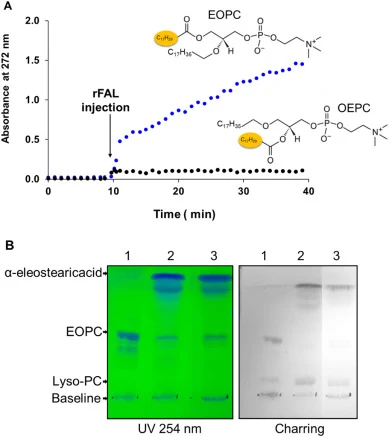 Enzymatic hydrolysis of surface coated EOPC and OEPC by rFAL. (A) Kinetic recordings of coated EOPC and OEPC lipolysis by rFAL. Variations, with time, of the absorbance at 272 nm were recorded for 10 min, for stabilization, and then for 40 min after rFAL injection. (B) TLC analysis of coated EOPC li