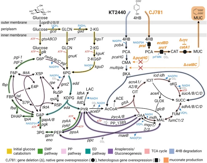 Pathway map for glucose metabolism and either 4HB catabolism to central carbon pathways (KT2440) or conversion to muconate (CJ781). Metabolite abbreviations: 4HB, 4-hydroxybenzoate; PCA, protocatechuate; CMA, β-carboxy-cis,cis-muconate; AcCoA, acetyl-CoA; CA, catechol; MA, cis,cis-muconate; GLCN, gl