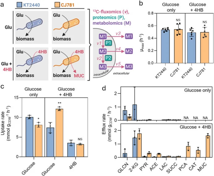 Growth and carbon utilization of wild type (KT2440) and a muconate production strain (CJ781) on glucose alone or glucose plus lignin-related aromatic 4HB. (a) Schematic of the approach wherein KT2440 (blue grey) and CJ781 (orange) were cultivated on either glucose alone or glucose plus 4HB. The part
