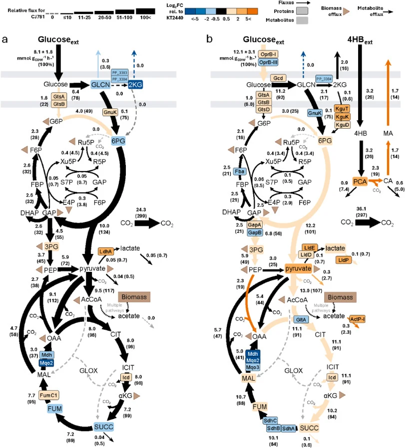 Integrated proteomics, metabolomics, and metabolic flux modeling. 13C-metabolic fluxes for CJ781 fed (a) glucose only or (b) glucose plus 4HB. For both a and b, absolute fluxes for CJ781, in mmol gCDW -1 h-1, are denoted along with the relative fluxes as a percentage of glucose uptake, shown in pare