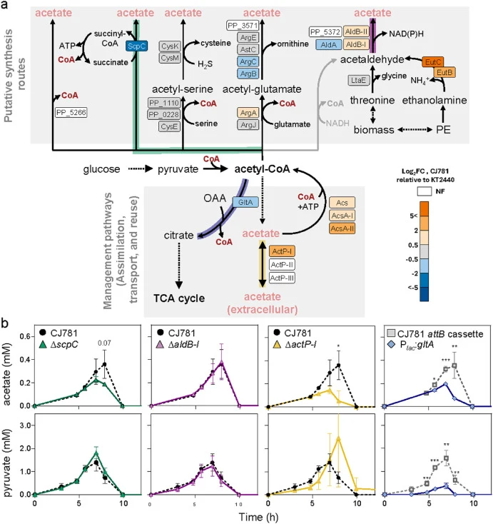 Strategies to control secretion of acetate and pyruvate. (a) Schematic of pathways that can produce acetate in P. putida paired with differential protein abundances for CJ781 relative to KT2440 when fed 20 mM glucose and 5 mM 4HB. (b) Extracellular profiles of engineered strains relative to the cont