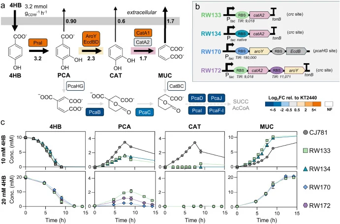 Characterization of engineered strains to improve muconate production. (a) Aromatic carbon flux through the engineered muconate production pathway for CJ781 paired with the log2 fold-changes (FC) for the measured aromatic catabolic proteins for CJ781 relative KT2440 when fed 20 mM glucose and 5 mM 4