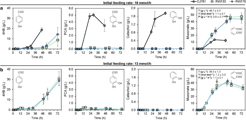 Bioreactor profiles in fed-batch mode for engineered strains RW133 and RW170 compared to base strain (CJ781). 4-hydroxybenzoate (4HB) feeding rates were maintained at (a) 10 mmol h-1 and (b) 13 mmol h-1, normalized to the batch volume. 4HB, protocatechuate (PCA), catechol, and muconate concentration