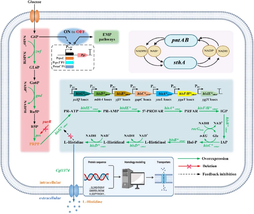 Biosynthetic pathway of l-histidine from glucose and the metabolic engineering strategies used in this study. Abbreviations: PRPP, phosphoribosyl pyrophosphate; G6P, glucose 6-phosphate; GL6P, gluconolactone-6-phosphate; Ga6P, glucosamine-6-phosphate; Ru5P, ribulose-5-phosphate; R5P, ribose-5-phosph