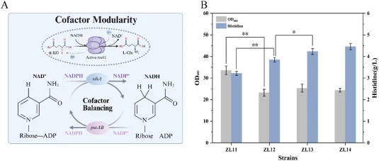 Modification of the transhydrogenase system and validation of NADH/NADPH redox balance regulation. (A) Engineering the transhydrogenase system to establish an intracellular NADH/NADPH redox cycle. (B) Effects of equilibrium of glutamate regeneration and redox flux on histidine production and cell gr