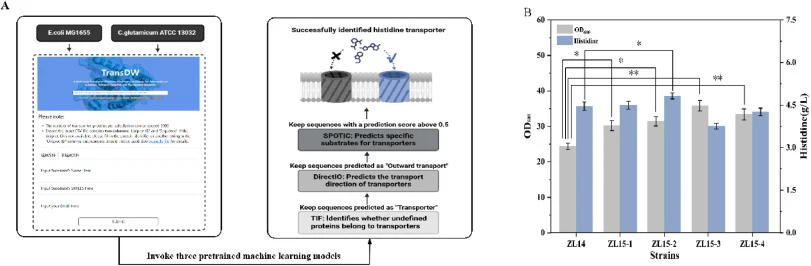 Computational platform–based simulations for the identification of l-histidine efflux transporters. (A) Schematic diagram of the strategy of screening l-histidine transporter in simulation prediction. (B) Effects of distinct transporters harbored by strains ZL15-1, ZL15-2, ZL15-3, and ZL15-4 on l-hi