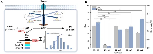 Redirecting carbon flux allocation at key metabolic nodes. (A) Growth-phase-dependent promoters replace the native pgi promoter to maintain high expression during exponential growth and attenuated expression in stationary phase, redirecting flux toward the PPP and histidine synthesis. Promoters: rps