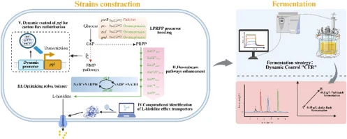 Enhanced production of l-histidine in Escherichia coli throu