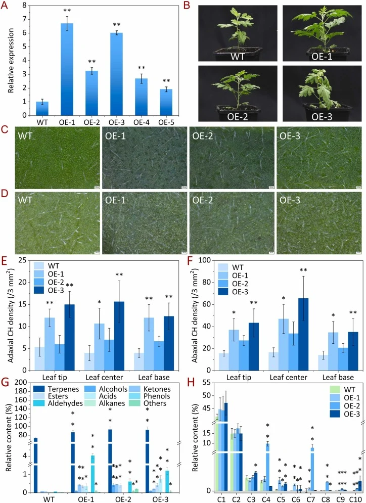 Phenotypic characterization of wild-type (WT) and CiMYC2-transgenic Chrysanthemum indicum (C. indicum). (A) Relative expression level of CiMYC2 in C. indicum (OE-1 to OE-5: Independent transgenic lines showing positive expression (overexpression) of the CiMYC2 gene). (B) Representative images of the