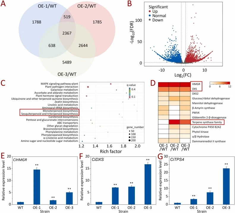 Transcriptome analysis of wild-type (WT) and CiMYC2-transgenic Chrysanthemum indicum (C. indicum). RNA‑seq data were generated from three independent biological replicates per genotype. (A) Venn diagram of differentially expressed genes (DEGs). (B) Volcano plot for DEG identification. (C) Significan
