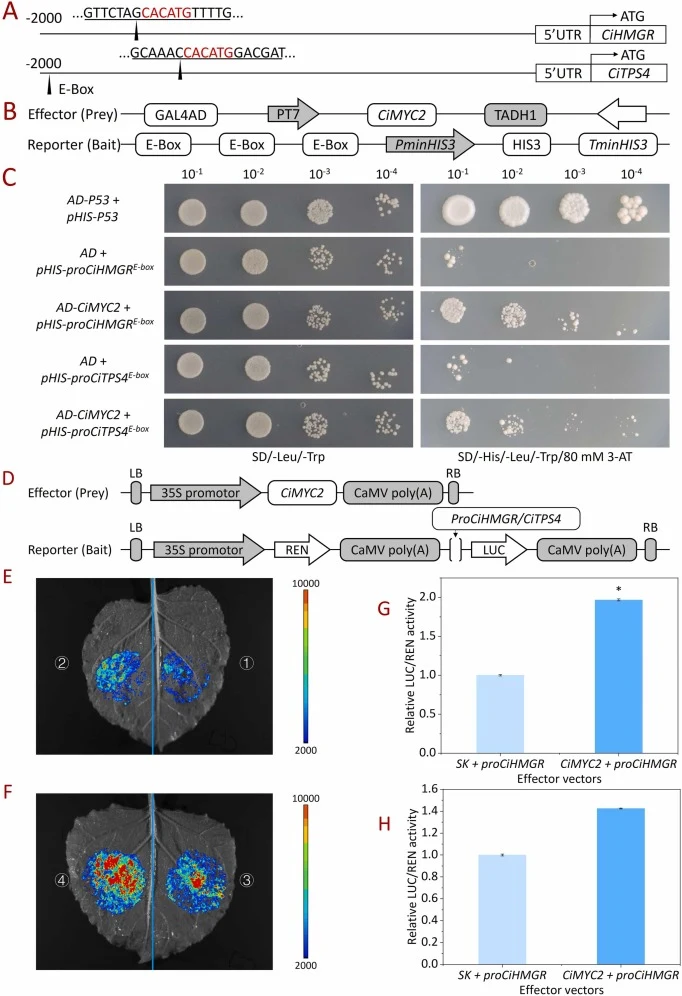 Confirmation of the interaction between CiMYC2 and the CiHMGR/CiTPS4 promoters in Ci. var. aromaticum. (A) Schematic diagram of enhancer box (E-box) element positions in the promoters. (B) Vector constructs for the yeast one-hybrid (Y1H) assay. (C) Y1H assay demonstrating the binding of CiMYC2 to th