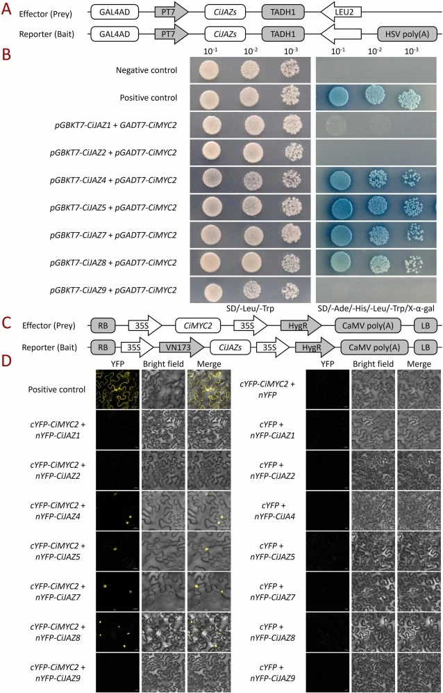 Identification of the interaction between CiMYC2 and CiJAZ4/5/7/8 proteins. (A) Schematic of the construct design for the yeast two-hybrid (Y2H) assay. (B) Y2H assay detecting protein-protein interactions. Positive control: pGAD-T7 + pGBKT7-53; negative control: pGAD-T7 + pGBKT7-Lam. (C) Schematic o