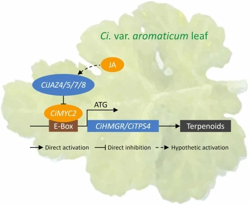 CiMYC2转录因子通过激活Ci. var. aromaticum中CiHMGR和CiTPS4表达调控萜类生物合成的分子模型。
