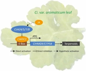 转录因子CiMYC2通过激活芳香野菊（Chrysanthemum indicum var. aromaticum）中CiHMGR和CiTPS4的表达，正向调控萜类生物合成。