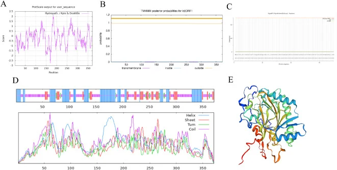 TeGA3ox蛋白的生物信息学分析。A TeGA3ox蛋白的亲水性预测。B TeGA3ox蛋白的信号肽预测。C TeGA3ox蛋白的跨膜结构域分析。D TeGA3ox蛋白的二级结构预测。α-螺旋、延伸链、β-转角，