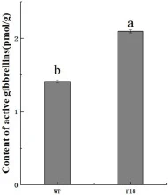 野生型（WT）与转基因（Y18）烟草（N. tabacum）植株中生物活性赤霉素GA1和GA4的含量。数值以均值±标准差表示（P < 0.05）。