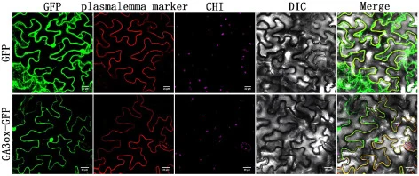 Subcellular co-localization of the TeGA3ox protein. Fluorescence signals were detected in Nicotiana benthamiana leaf epidermal cells transiently transfected with the TeGA3ox-GFP. The empty Y-GFP vector was used as the negative control. From left to right: GFP fluorescence channel, plasma membrane ma