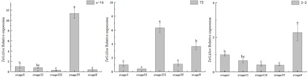 Relative expression of TeGA3ox in shoot tips of three marigold lines. Stage I, two-leaf-one-bud stage; Stage II, four-leaf-one-bud stage; Stage III, six-leaf-one-bud stage; Stage IV, eight-leaf-one-bud stage; Stage V, ten-leaf-one-bud stage. Different lowercase letters above the bars indicate signif