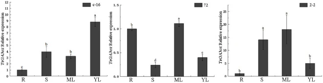 万寿菊不同组织中TeGA3ox的相对表达量。R，根；S，茎；ML，成熟叶（下部叶）；YL，幼叶（上部叶）。柱上不同小写字母表示同一品系内不同组织间表达水平存在显著差异（P < 0.05）。V