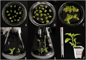 Growth process of transgenic N. tabacum plants. A N. tabacum leaves pre-cultured for 3 days on medium (MS+2 mg/L 6-BA+0.2 mg/L NAA, pH 5.8); B Callus formation after 3 days of incubation in the dark; C Selection of adventitious shoots on screening medium (MS+2 mg/L 6-BA+0.2 mg/L NAA+200 mg/L Timenti