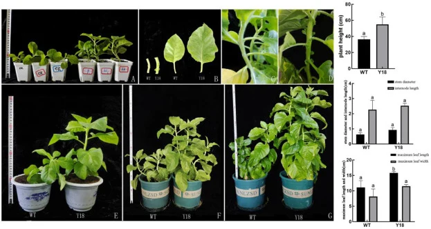 转基因（Y18）与野生型（WT）烟草植株表型性状比较。A 移栽后7天的幼苗；B Y18与WT茎粗和叶片大小比较；C 无耳状托叶的WT植株；D 具明显耳状托叶的转基因Y18植株。