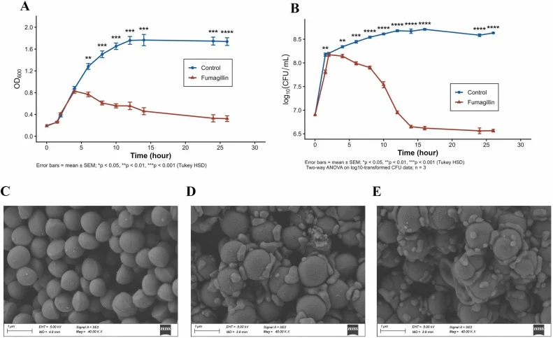 Fumagillin showed a bactericidal effect against Micrococcus luteus DSM1790 measured in OD600 (A) and cfu/ml (B). Scanning electron micrograph of Micrococcus luteus DSM1790 treated with untreated control (C), streptomycin (D), and fumagillin (E).