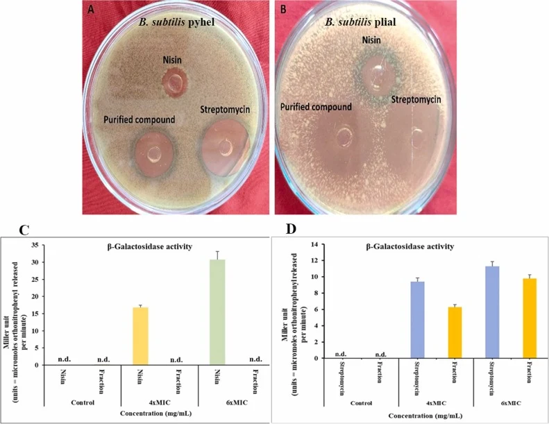 Chromogenic plate assay using B. subtilis PyheI and B. subtilis Plial reporter strains. The clear blue ring around fumagillin well appeared in the B. subtilis PyheI plate, similar to streptomycin (A). A blue ring appeared around the zone of inhibition of nisin in the B. subtilis Plial plate, but no
