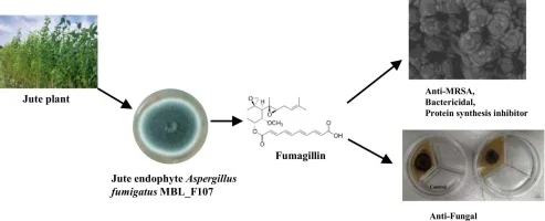 Fumagillin, an antimicrobial compound isolated from jute end