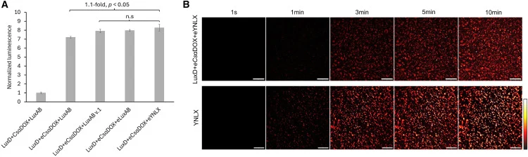 Introduction of enhanced LuxA and bioluminescence imaging of the CsαDOX-Lux operon (A) Bioluminescence intensity of CsαDOX-Lux operon variants incorporating enhanced LuxA and the yellow fluorescent protein Venus. Data are presented as mean ± SD. n = 3 technical replicates and normalized by OD600. Si