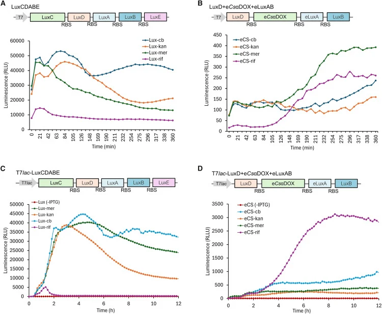 Antibiotic response of E. coli JM109(DE3) expressing LuxCDABE and eCsαDOX-eLux operon (A and B) Bioluminescence dynamics following the addition of different antibiotics in constitutively expressed LuxCDABE (A) and eCsαDOX-Lux operon (B). Data are presented as mean ± SD. n = 3 technical replicates an