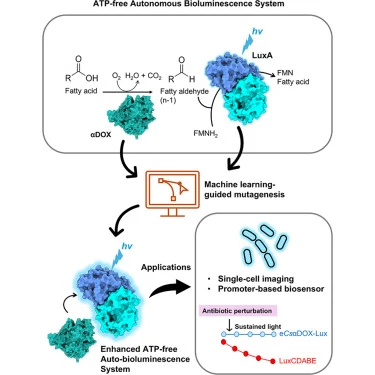 ATP-free fatty aldehyde biosynthesis enables an autonomous l