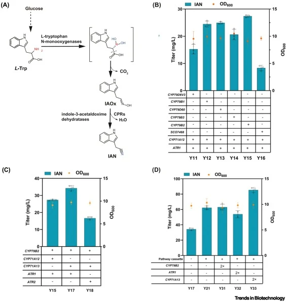 Construction and optimization of the IAN biosynthetic pathway in S. cerevisiae. This figure shows the stepwise construction of an engineered yeast pathway that converts glucose-derived metabolites into IAN, including the selection of enzymes and the optimization of pathway gene dosage. CYP79B2, CYP7