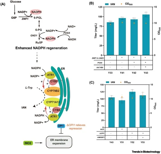 Cofactor, electron transfer, and ER engineering improve IAN production in S. cerevisiae. This figure evaluates engineering strategies designed to improve the cellular conditions required for heterologous IAN biosynthesis, including NADPH regeneration, electron transfer, and ER function. Enhancing NA